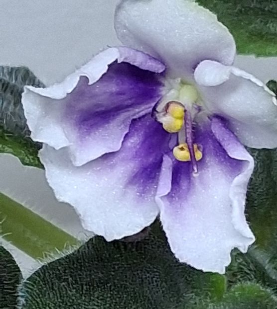  - Chimera Adel din semințe și hibrizii ei