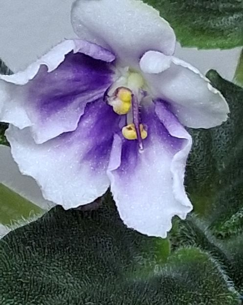  - Chimera Adel din semințe și hibrizii ei