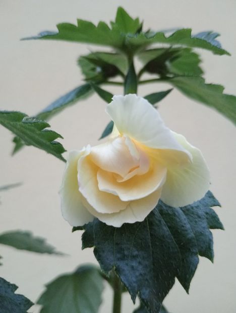 BriDs Rodica - - - - 2025