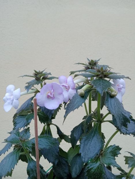  - Ky 14 - BriDs Mica