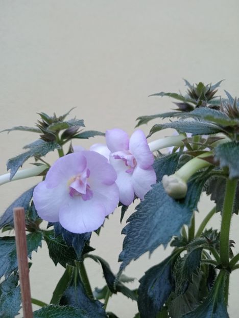  - Ky 14 - BriDs Mica