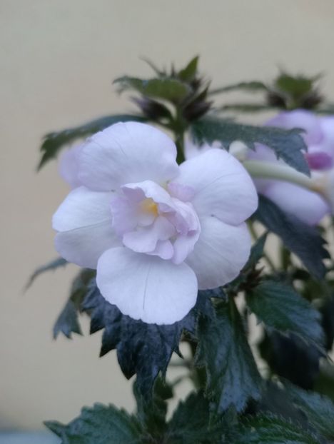  - Ky 14 - BriDs Mica