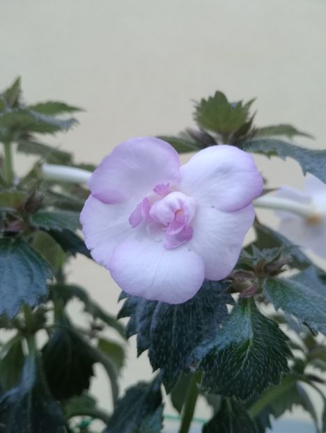  - Ky 14 - BriDs Mica