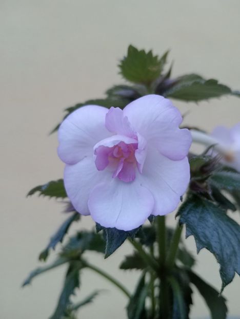  - Ky 14 - BriDs Mica