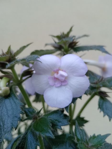  - Ky 14 - BriDs Mica