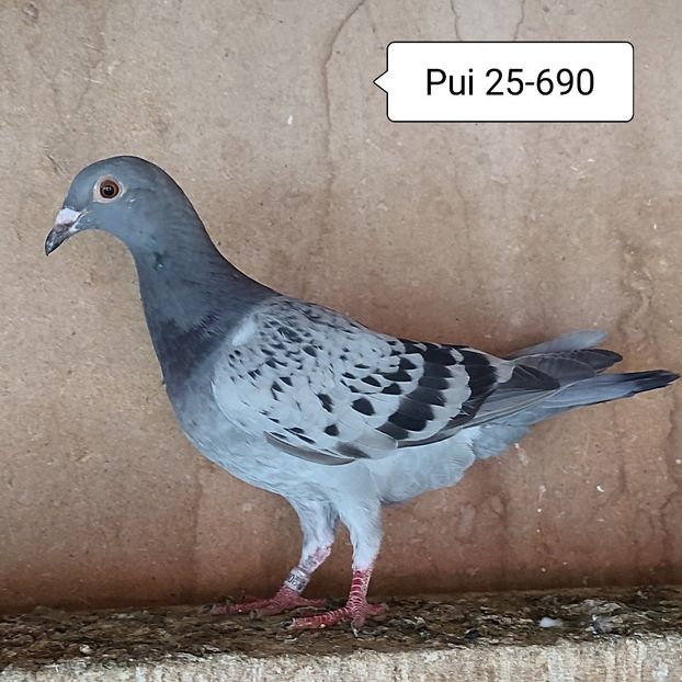 Pui 25-690 - Stropit