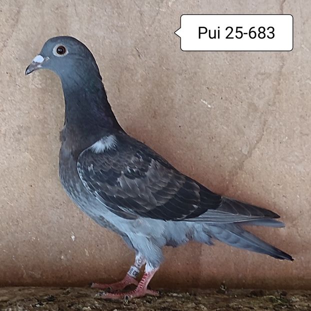 Pui 25-683 - Porumbei vanduti