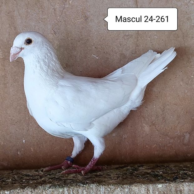 Mascul 24-261 - Albi