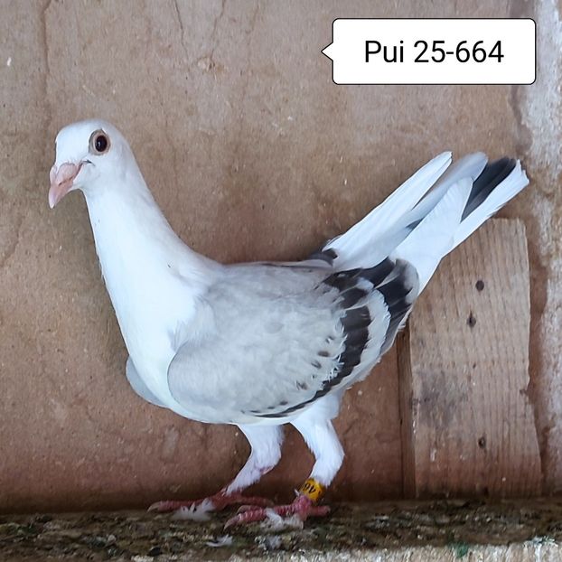 Pui 25-664 - Bălțat vanat