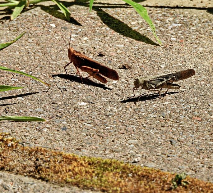 Grasshopers - G - INSECTS