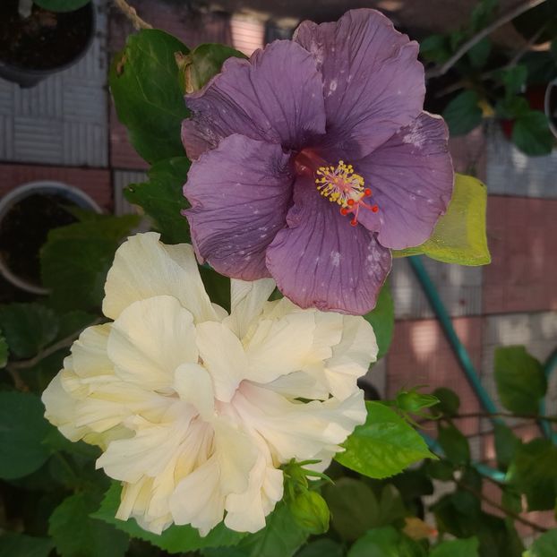 19.08.2025 - HIBISCUSI 2025-4