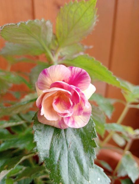 RFs Tropicana - - - - 2025