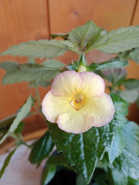 Honey Queen - - - - 2025