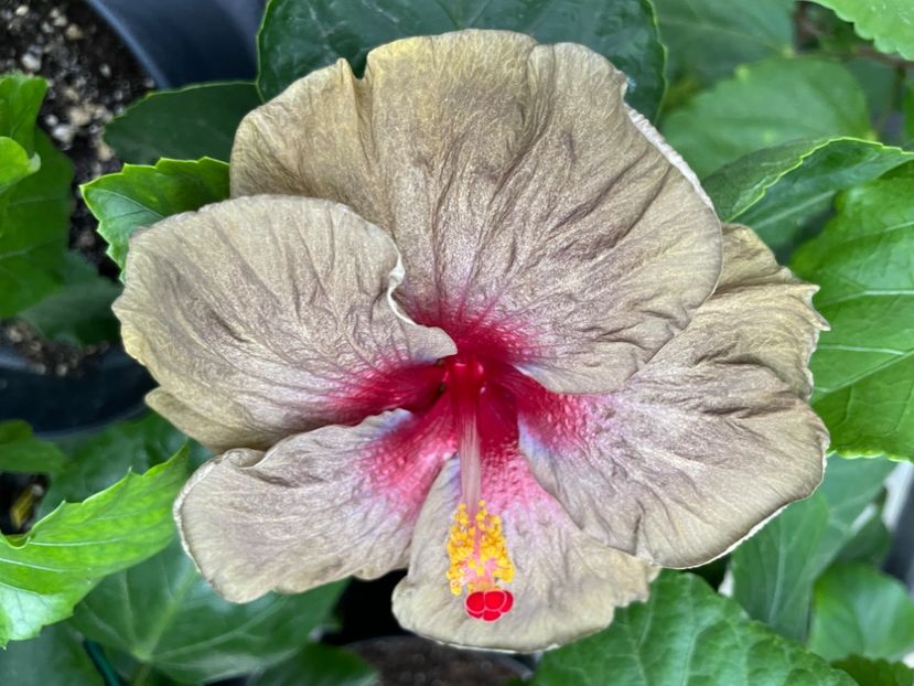  - Teng s black phantom