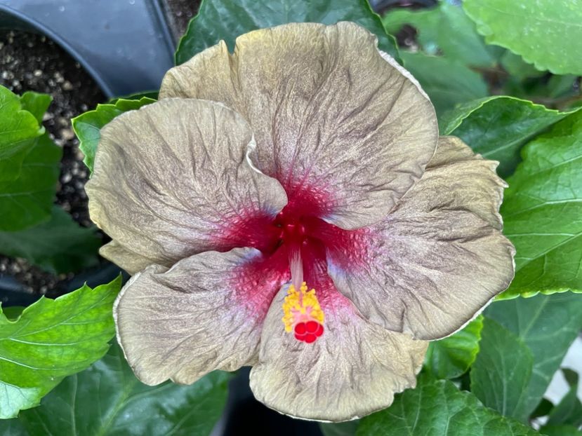  - Teng s black phantom