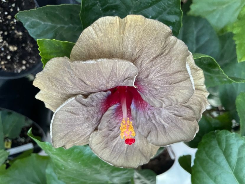  - Teng s black phantom