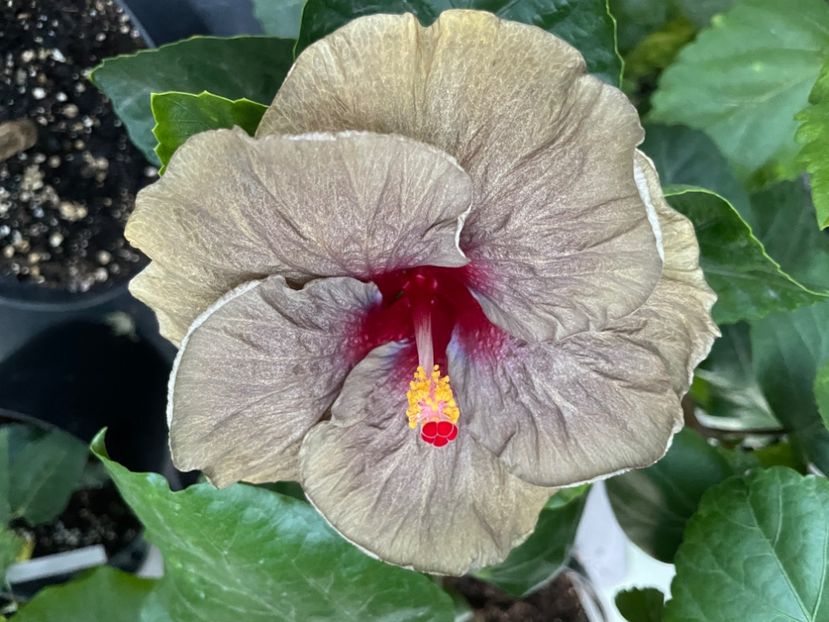  - Teng s black phantom