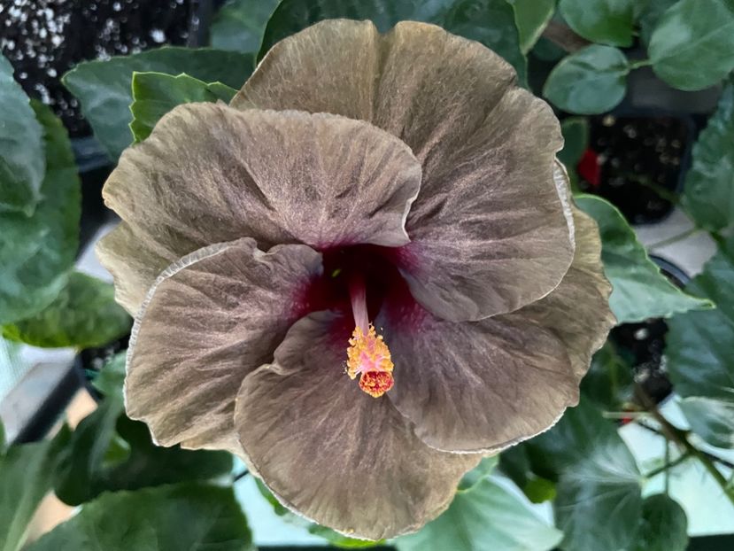  - Teng s black phantom