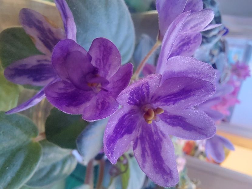  - Violeta DS-Lavandovaya Skazka chimera floare