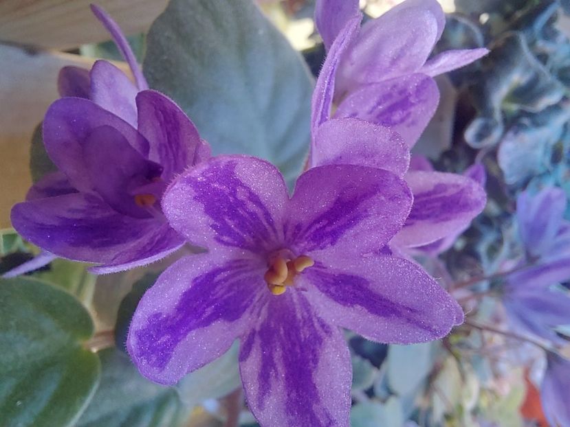  - Violeta DS-Lavandovaya Skazka chimera floare