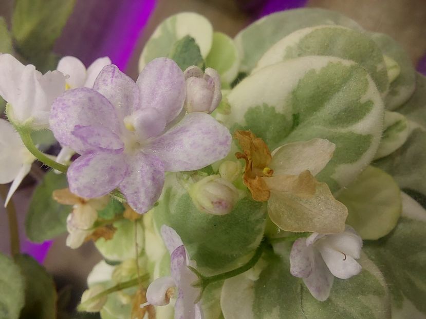  - Violeta Va-Bank chimera frunze