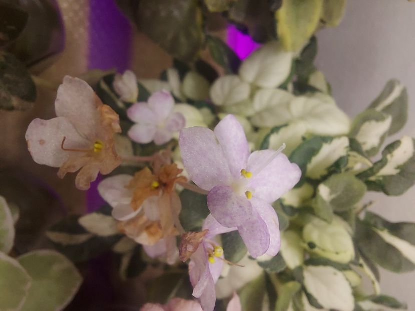  - Violeta RUD-Green and White chimera frunze