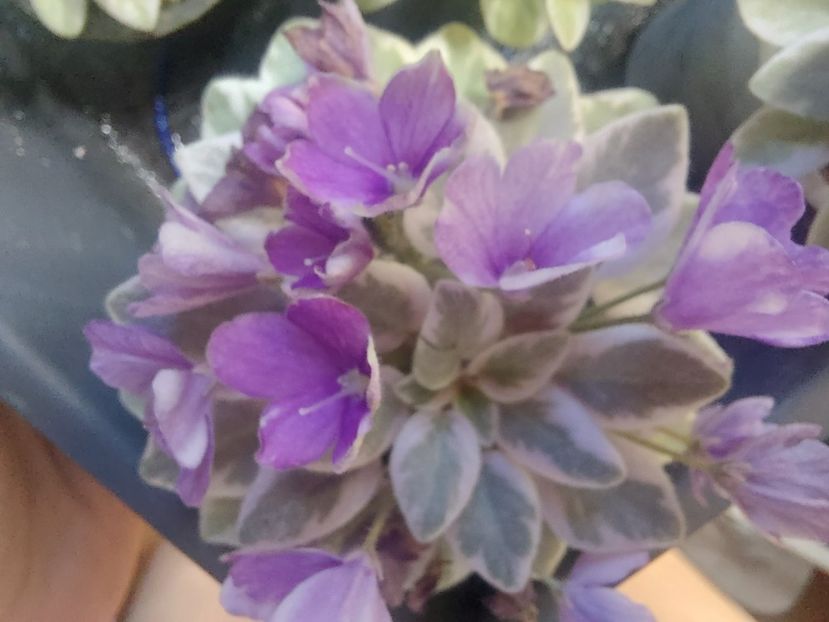  - Violeta Rob s Lucky Number chimera frunze