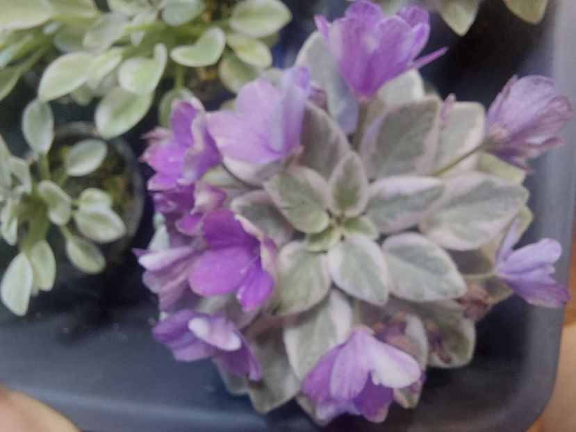  - Violeta Rob s Lucky Number chimera frunze