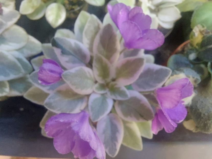  - Violeta Rob s Lucky Number chimera frunze