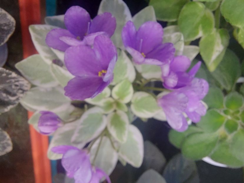  - Violeta Rob s Lucky Number chimera frunze