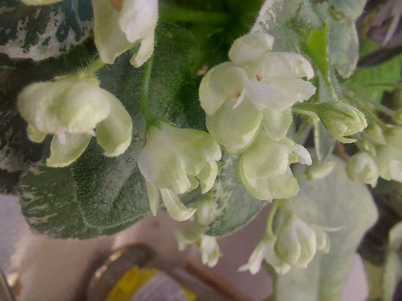  - Violeta Wesley Forest Dancer