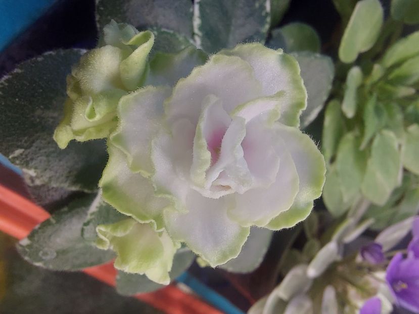  - Violeta Sim sim Tender Rose