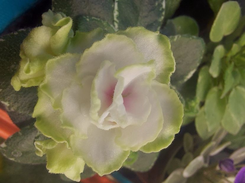  - Violeta Sim sim Tender Rose