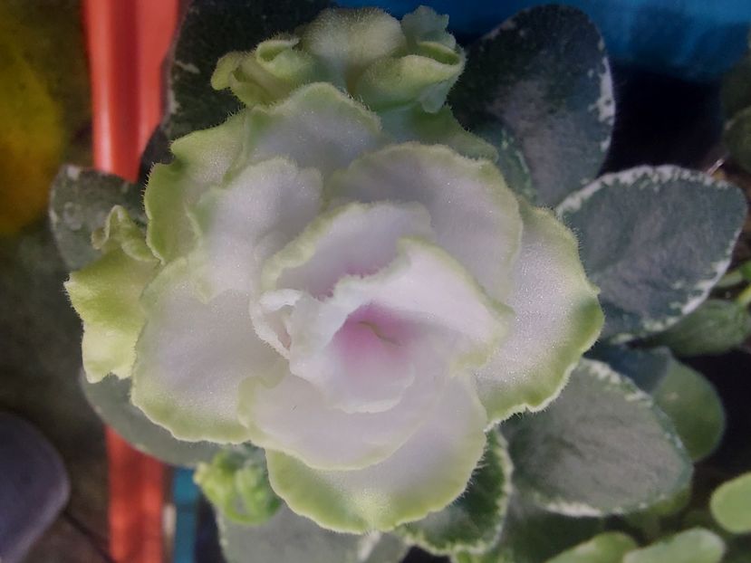  - Violeta Sim sim Tender Rose