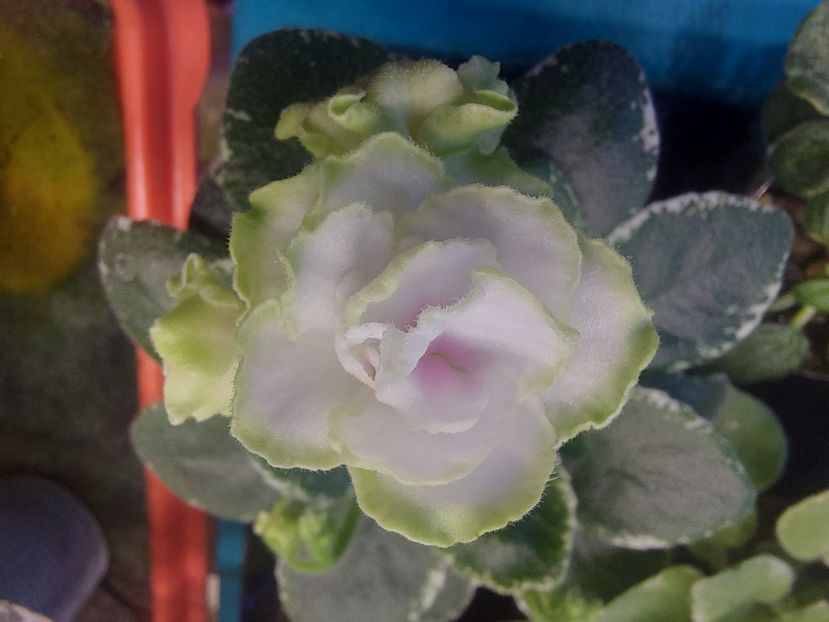  - Violeta Sim sim Tender Rose