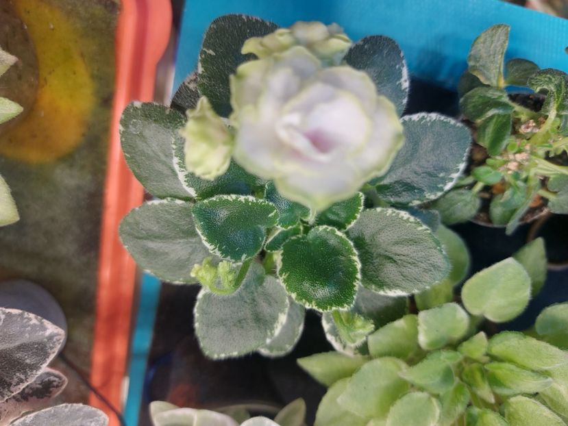  - Violeta Sim sim Tender Rose