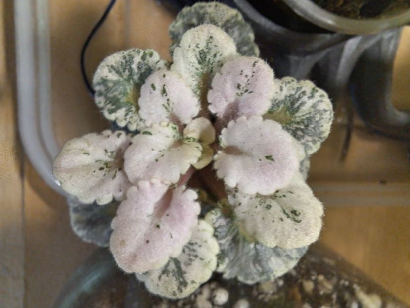  - Violeta Heavenly Girl