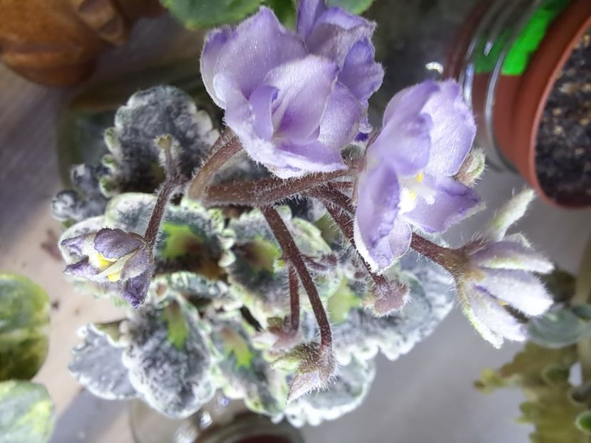  - Violeta Heavenly Girl