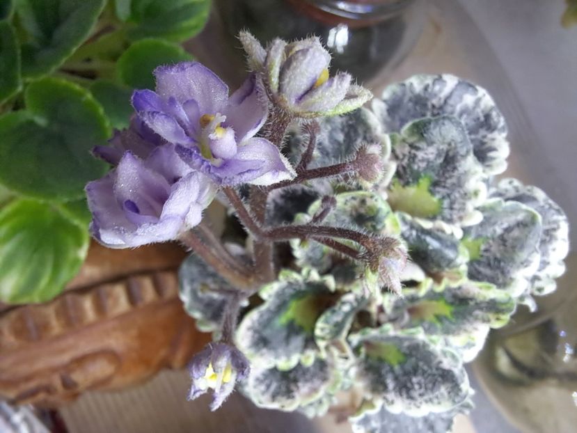  - Violeta Heavenly Girl