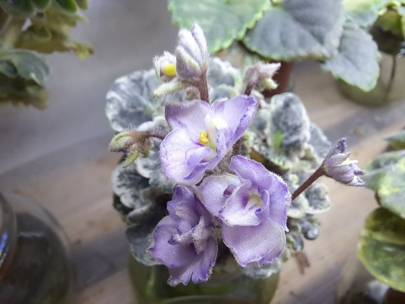  - Violeta Heavenly Girl