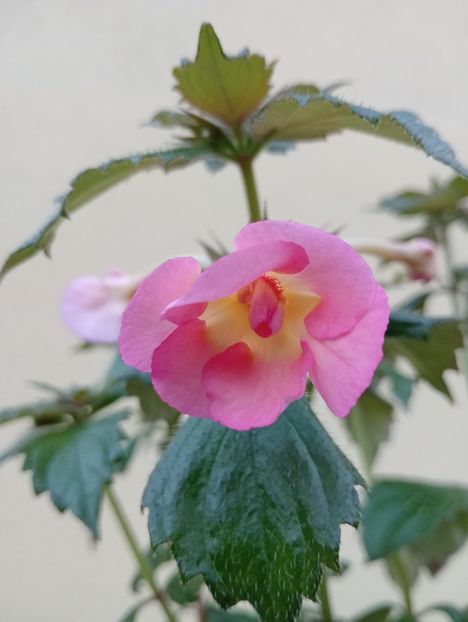 BriDs Mary - - - - 2025