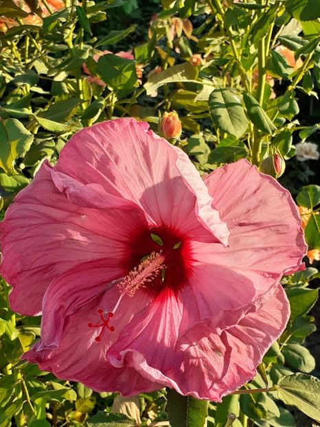  - HIBISCUS MOSCHETUOS