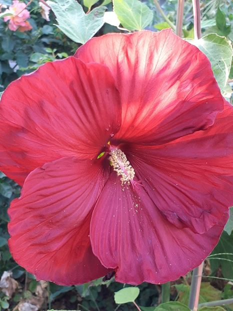  - HIBISCUS MOSCHETUOS