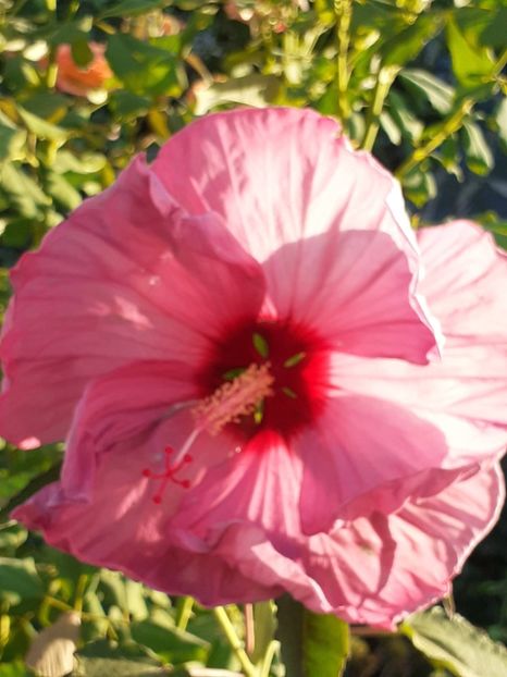  - HIBISCUS MOSCHETUOS