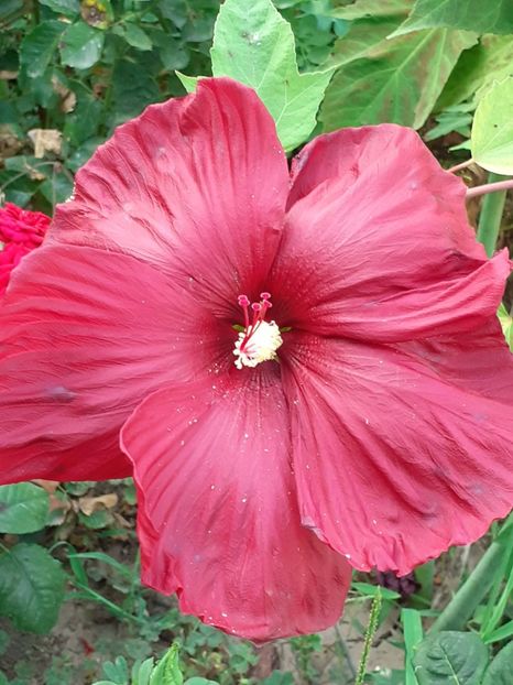  - HIBISCUS MOSCHETUOS