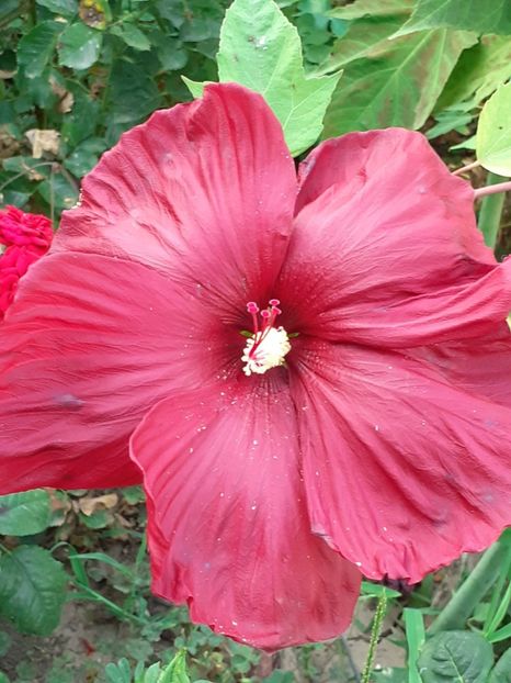  - HIBISCUS MOSCHETUOS