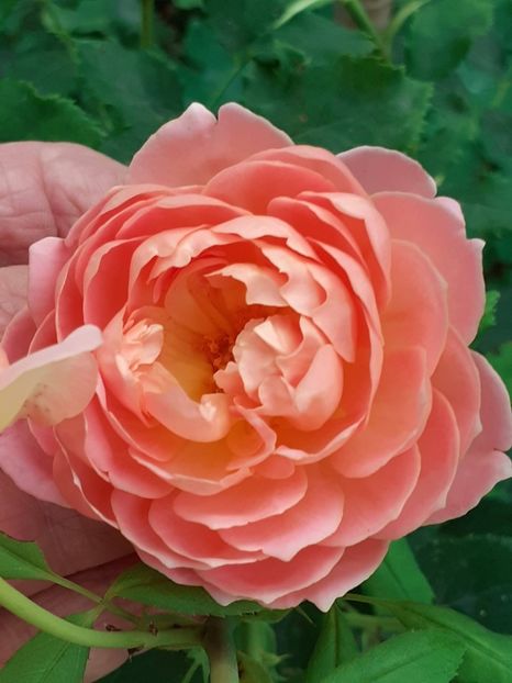  - 05 - TRANDAFIRII MEI ACHIZIȚIONAȚI IN DECURSUL ANILOR