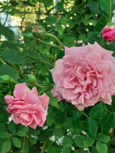  - 05 - TRANDAFIRII MEI ACHIZIȚIONAȚI IN DECURSUL ANILOR