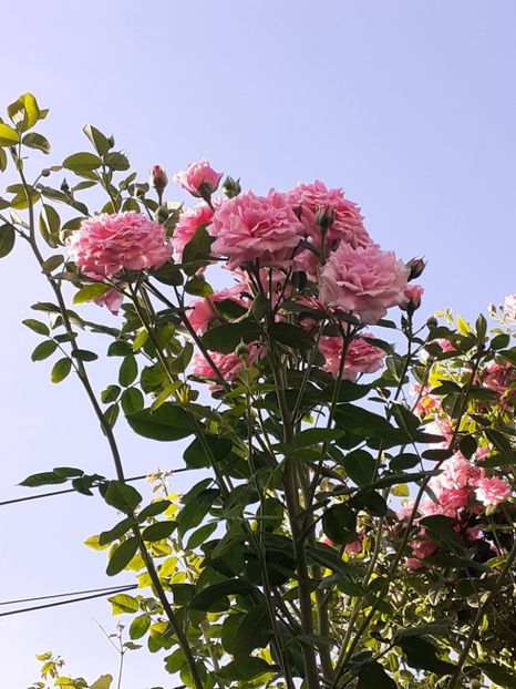  - 05 - TRANDAFIRII MEI ACHIZIȚIONAȚI IN DECURSUL ANILOR