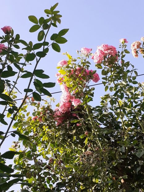  - 05 - TRANDAFIRII MEI ACHIZIȚIONAȚI IN DECURSUL ANILOR